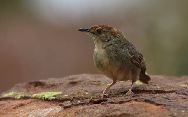 File:Lazy cisticola, Cisticola aberrans on the Kransberg at Marakele National Park, Limpopo, South Africa (23782764719).jpg