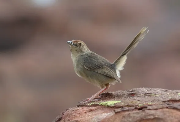 File:Lazy cisticola, Cisticola aberrans on the Kransberg at Marakele National Park, Limpopo, South Africa (23522374224).jpg