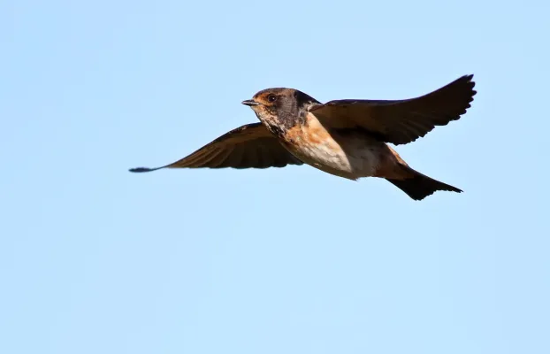 File:South African cliff swallow, Petrochelidon spilodera, at Suikerbosrand Nature Reserve, Gauteng, South Africa (23375433635).jpg