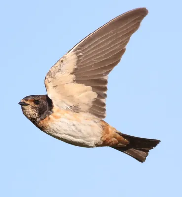 File:South African cliff swallow, Petrochelidon spilodera, at Suikerbosrand Nature Reserve, Gauteng, South Africa (22747098474).jpg