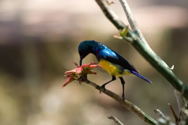 File:Cinnyris venustus - Variable Sunbird.jpg
