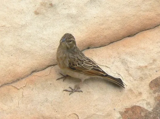 File:Emberiza impetuani Lark-like Bunting.jpg