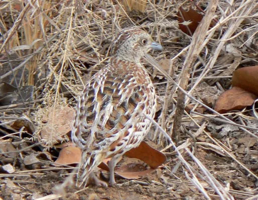 File:Turnix sylvaticus Common buttonquail.JPG
