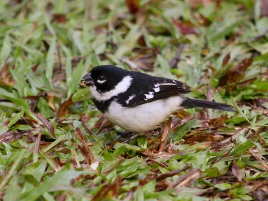 File:Sporophila morelleti, Cockscomb Basin, Belize 01.jpg