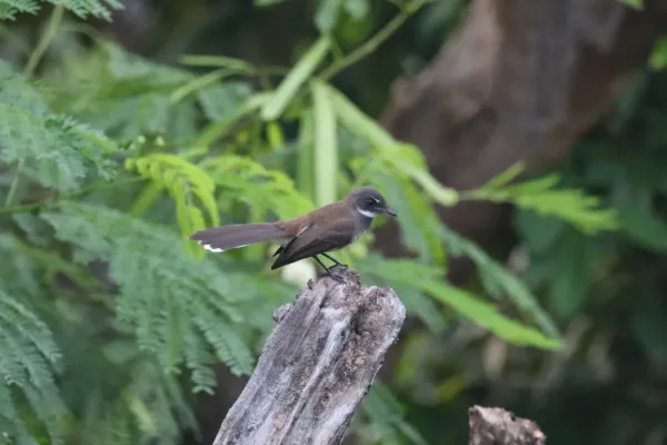 File:A Pied Fantail (Rhipidura javanica) in South Jakarta, Indonesia.JPG