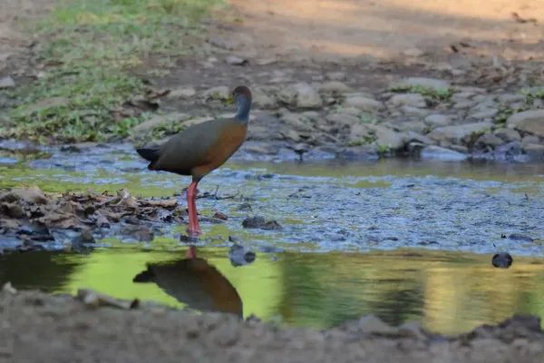 File:Rufous-naped Wood Rail Aramides albiventris, Veracruz (25478081693).jpg