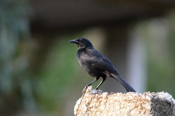 File:Tordo Cantor- Melodious Blackbird, Dives dives (25807829210).jpg