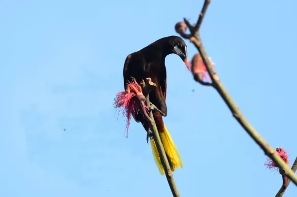 File:Oropéndola Moctezuma, Montezuma Oropendola, Psarocolius montezuma (26054755166).jpg