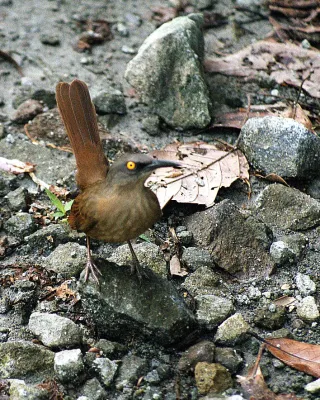 File:Cinclocerthia ruficauda - Dominica 2001 - b.jpg