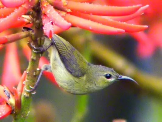File:Aethopyga christinae - female1.jpg