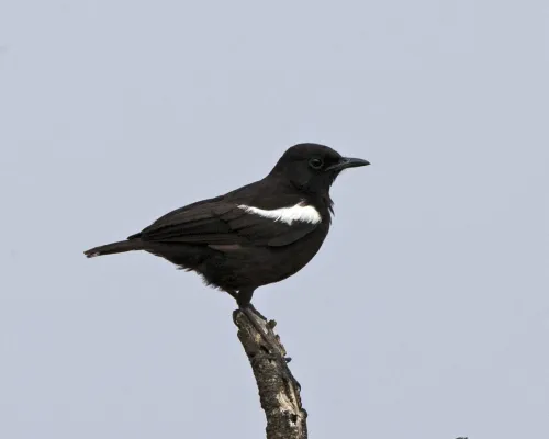 File:Sooty Chat (Myrmecocichla nigra) (20531194593).jpg