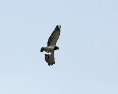 File:Black-chested Snake-eagle (Circaetus pectoralis) (21152334645).jpg
