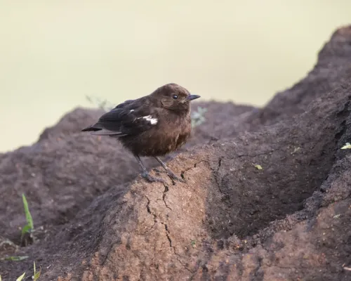File:Sooty Chat (Myrmecocichla nigra) (20531173163).jpg