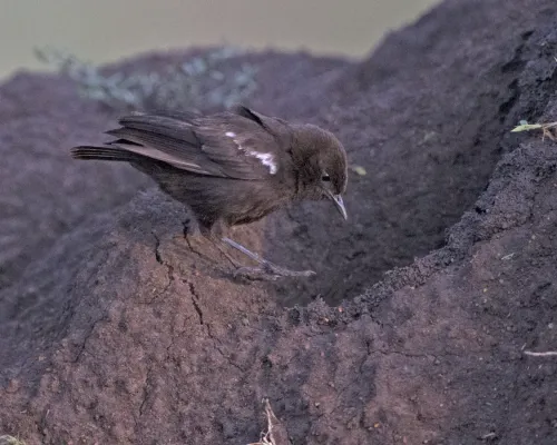 File:Sooty Chat (Myrmecocichla nigra) (21142070282).jpg