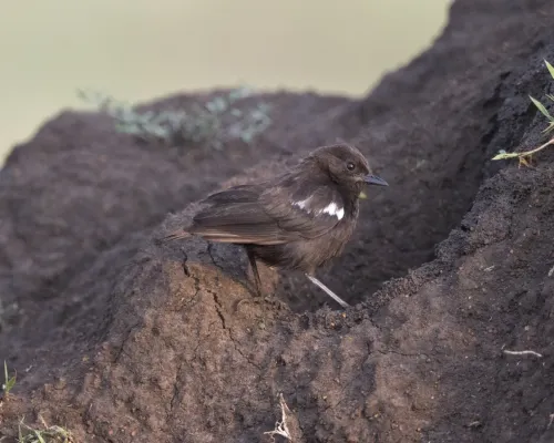 File:Sooty Chat (Myrmecocichla nigra) (21152302025).jpg