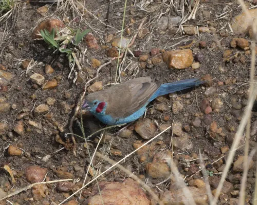 File:Red-cheeked Cordon-bleu (Uraeginthus bengalus) (20531198273).jpg