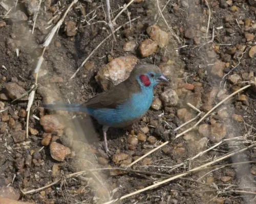 File:Red-cheeked Cordon-bleu (Uraeginthus bengalus) (20531197703).jpg