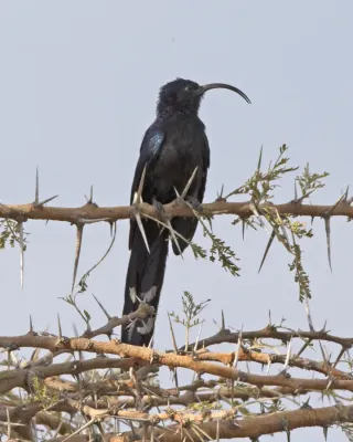 File:Common Scimitarbill (Rhinopomastus cyanomelas) (21142042612).jpg