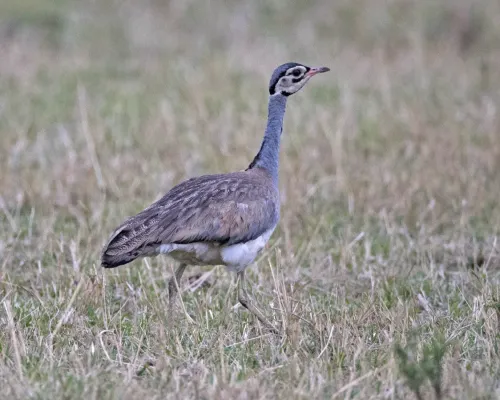 File:White-bellied Bustard (Eupodotis senegalensis) male (21186923431).jpg