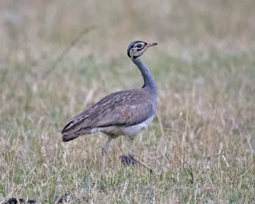 File:White-bellied Bustard (Eupodotis senegalensis) male (20556422424).jpg