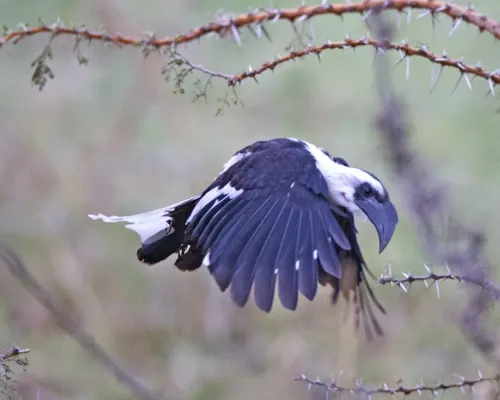 File:Jackson's Hornbill (Tockus jacksoni) female (20991160408).jpg