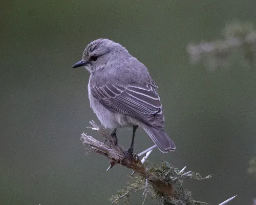 File:African Grey Flycatcher (Bradornis microrhynchus) (20992283179).jpg