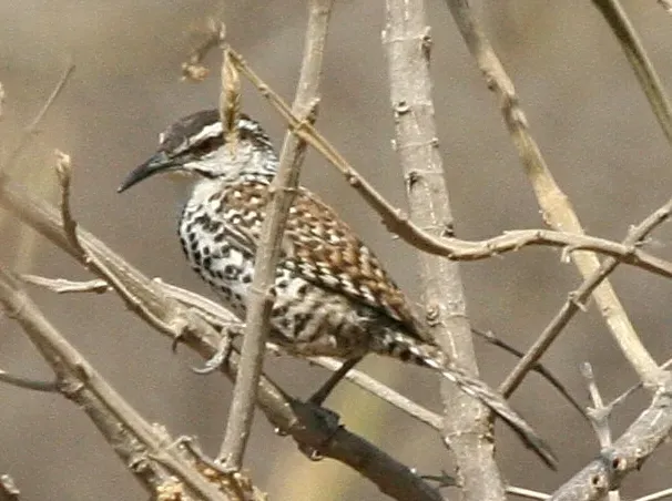 File:Campylorhynchus jocosus - cropped.jpg
