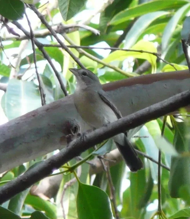 File:Coryphospingus pileatus.jpg