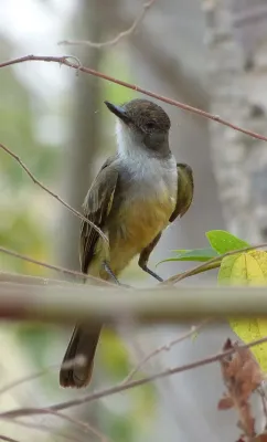 File:Irré (Myiarchus Swainsoni).jpg