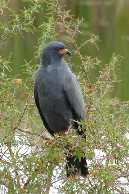 File:Gavião caramujeiro (Rostrhamus sociabilis).jpg