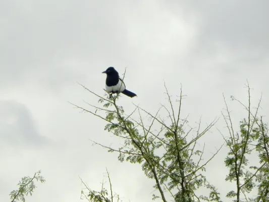 File:Pica mauritanica, Ait Sibran, Khémisset province, Maroc.jpg
