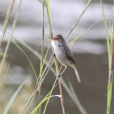 File:Acrocephalus rufescens, Menongue, Birding Weto, a.jpg