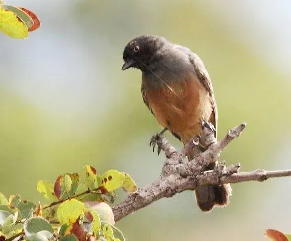 File:Melaniparus rufiventris diligens, Cuanavale-rivier, Birding Weto, a.jpg