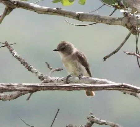 File:Prodotiscus regulus, Kateque, a.jpg