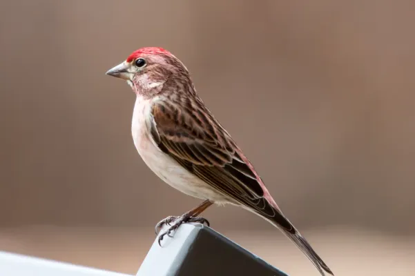 File:Haemorhous cassinii by Ron Knight.jpg