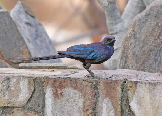 File:Lamprotornis mevesii by Ron Knight.jpg