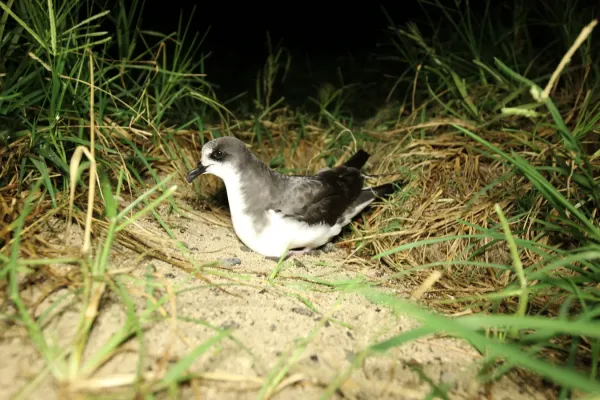 File:Bonin petrel (Pterodroma hypoleuca) (6723299213).jpg