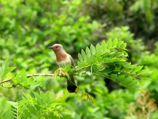 File:Coccycua pumila by Alejandro Bayer Tamayo.jpg