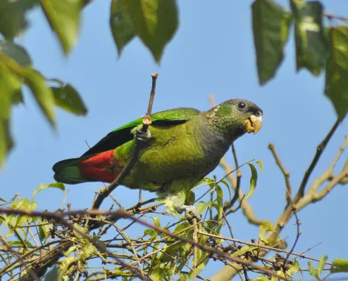File:Maitaca-verde (Pionus maximiliani).JPG
