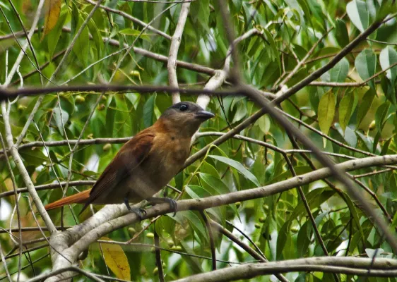 File:Caneleiro-de-chapéu-preto (Pachyramphus validus).jpg