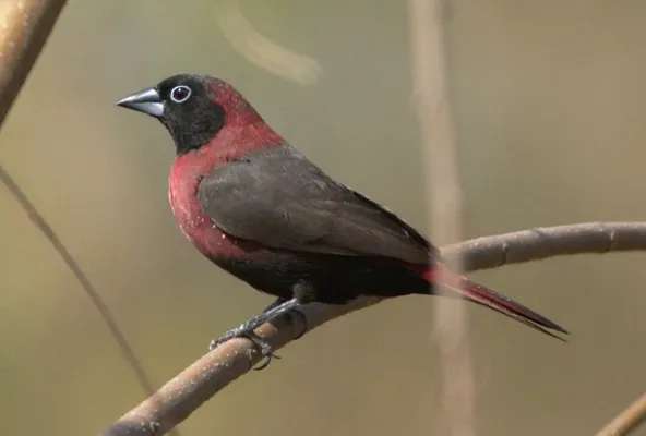 File:Lagonosticta larvata (cropped).jpg