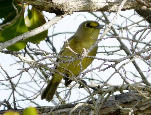 File:Thick-billed vireo. Vireo crassirostris.jpg