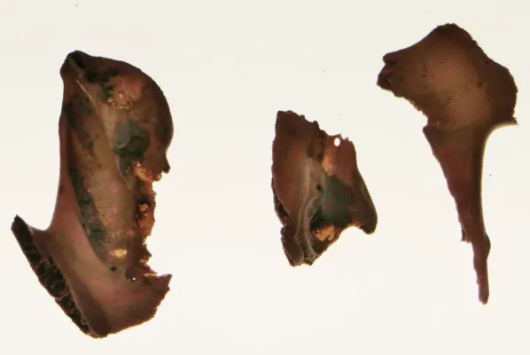 File:Lophopsittacus mauritianus mandible fragments.jpg