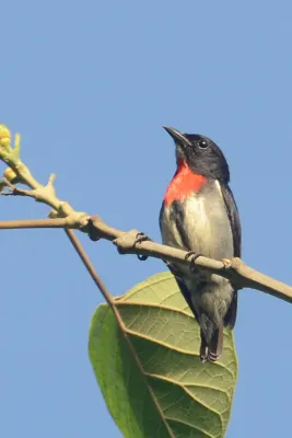 File:Dicaeum celebicum - Siau Island (6).jpg
