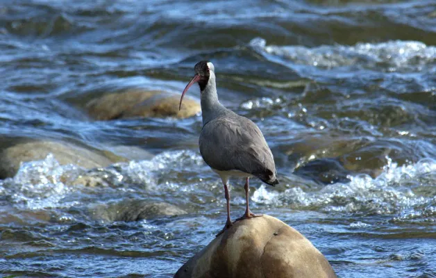 File:Ibisbill Ibidorhyncha struthersii by Dr Raju Kasambe (3).jpg