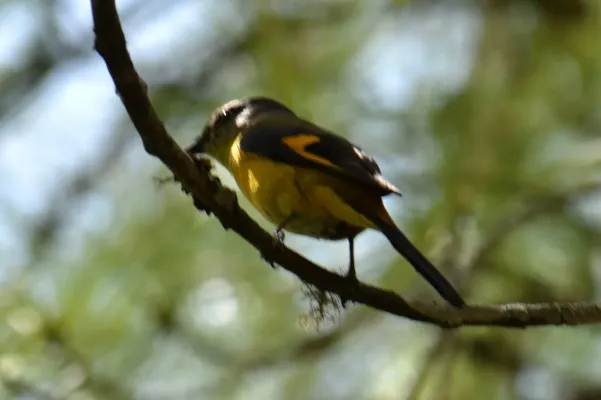 File:Short-billed Minivet Pericrocotus brevirostris Female by Dr. Raju Kasambe (2).jpg