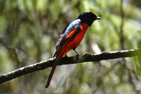 File:Short-billed Minivet Pericrocotus brevirostris Male by Dr. Raju Kasambe (29).jpg