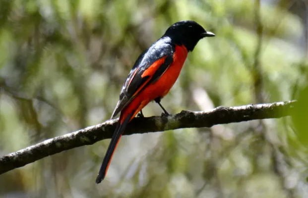 File:Short-billed Minivet Pericrocotus brevirostris Male by Dr. Raju Kasambe (30).jpg