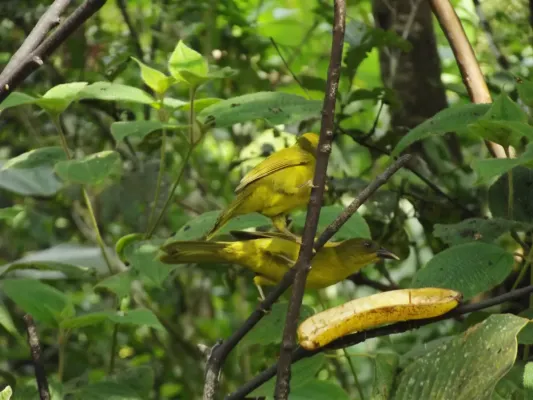 File:Catirumbava, Orthogonys chloricterus.jpg