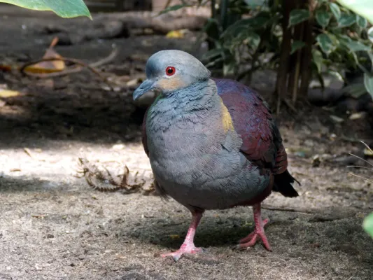 File:Jamaika-Erdtaube (Geotrygon versicolor) im Vogelpark Walsrode, Deutschland.jpg